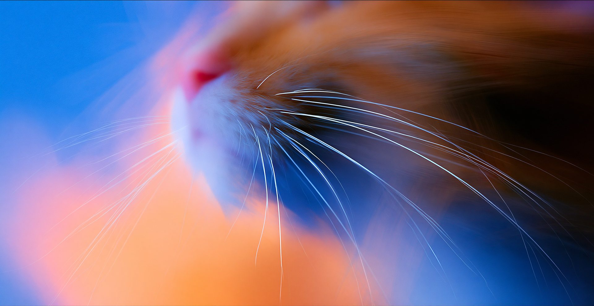 abstract macro strands in blue and orange light